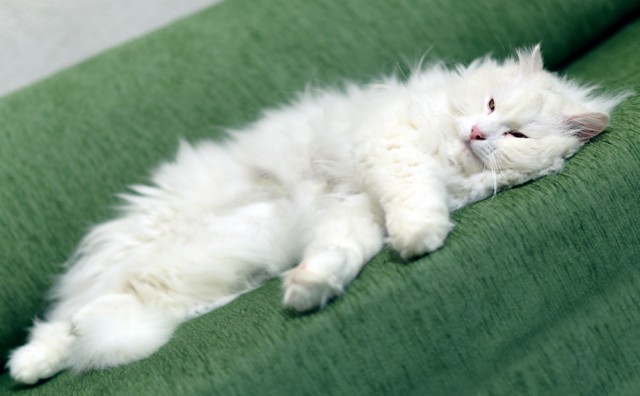 Моим котам