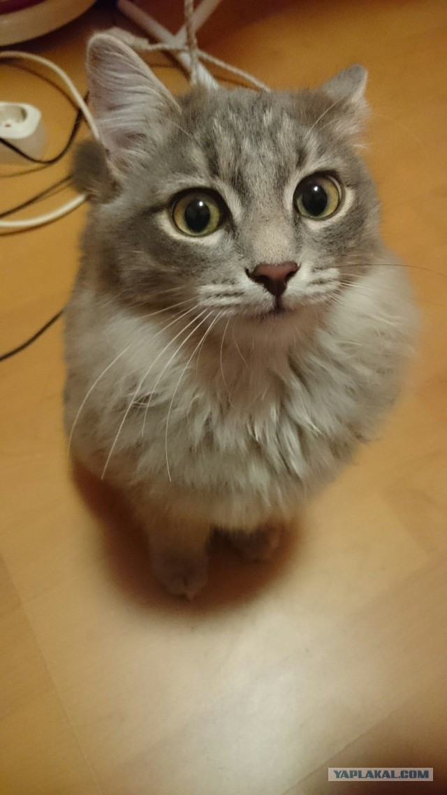 Котовторник