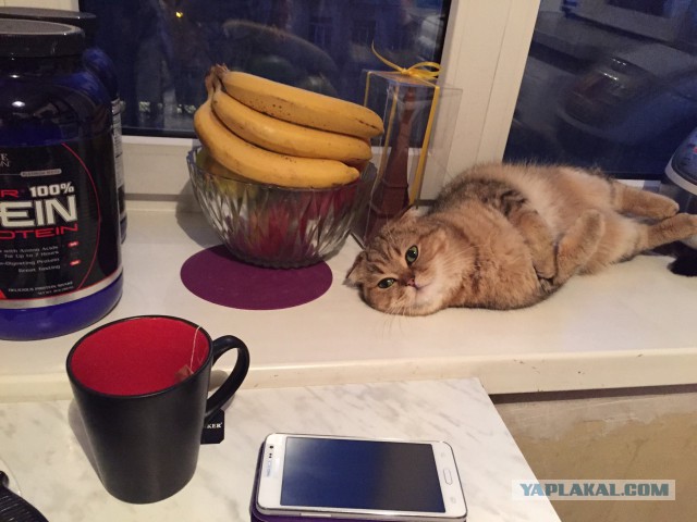 Котовторник 31.03.2015