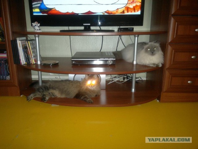 Котовторник 07 04 2015