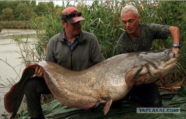 Планы на лето