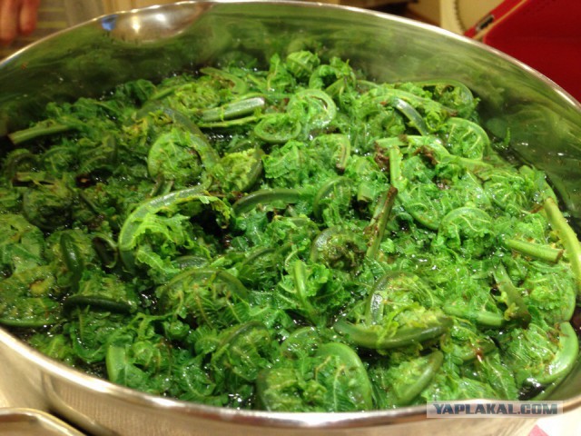 Папоротник Осмунда с мясом