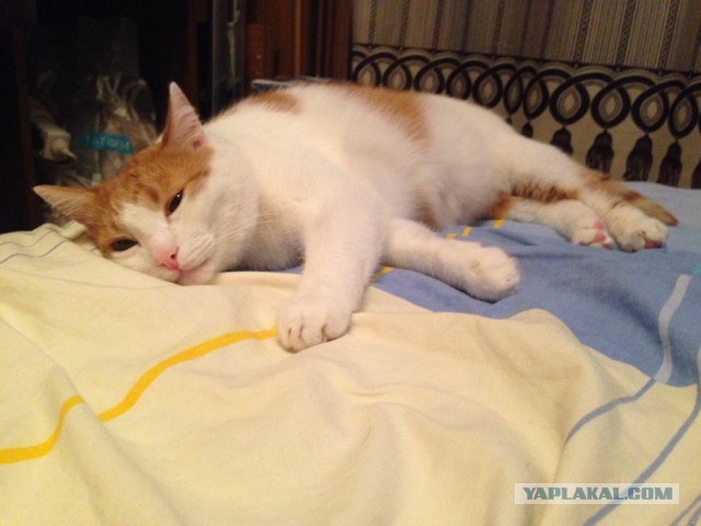 Котовторник
