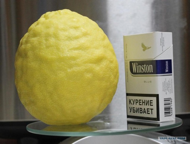 Лимончик вырос