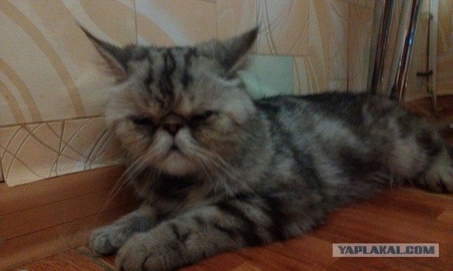 Котовторник  21.07.2015
