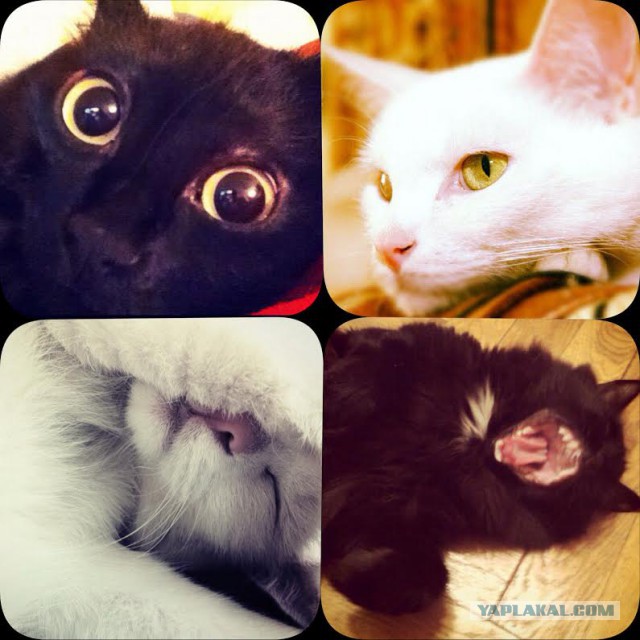 Котовторник 11.08.2015
