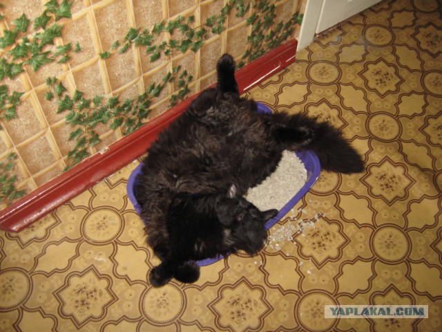 Чудо чудное