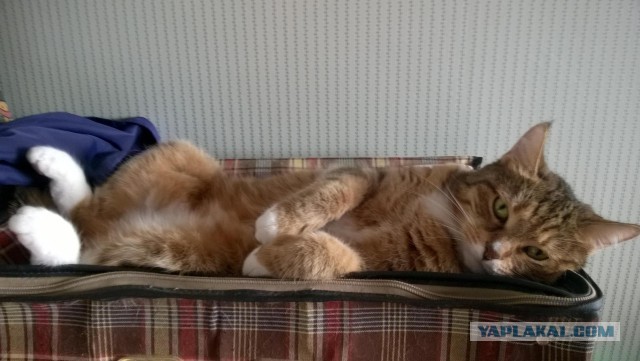 Котовторник 15-09-2015 !
