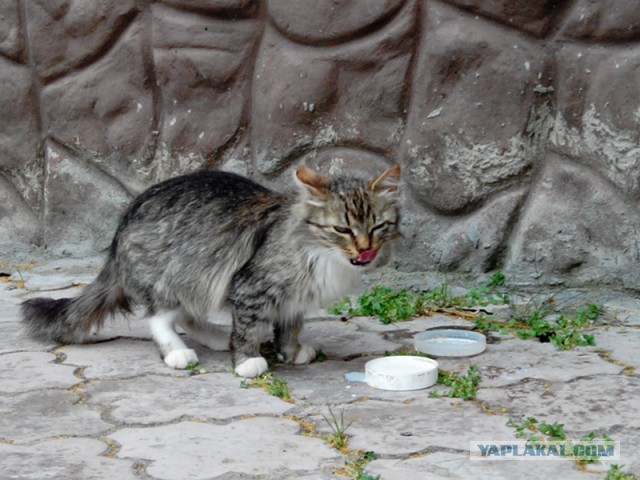 Котовторник 17.11.2015