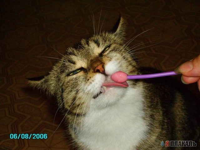 Клёвый кошагг