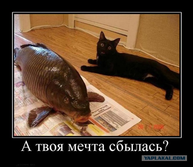 15 мест, в которых неожиданно можно обнаружить котэ