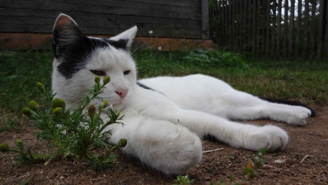 Котовторник  10.05.2016