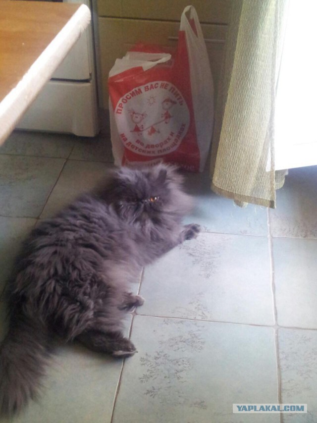 Котовторник 21.06.16