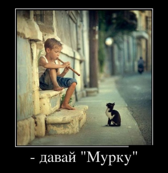 Коты из сети