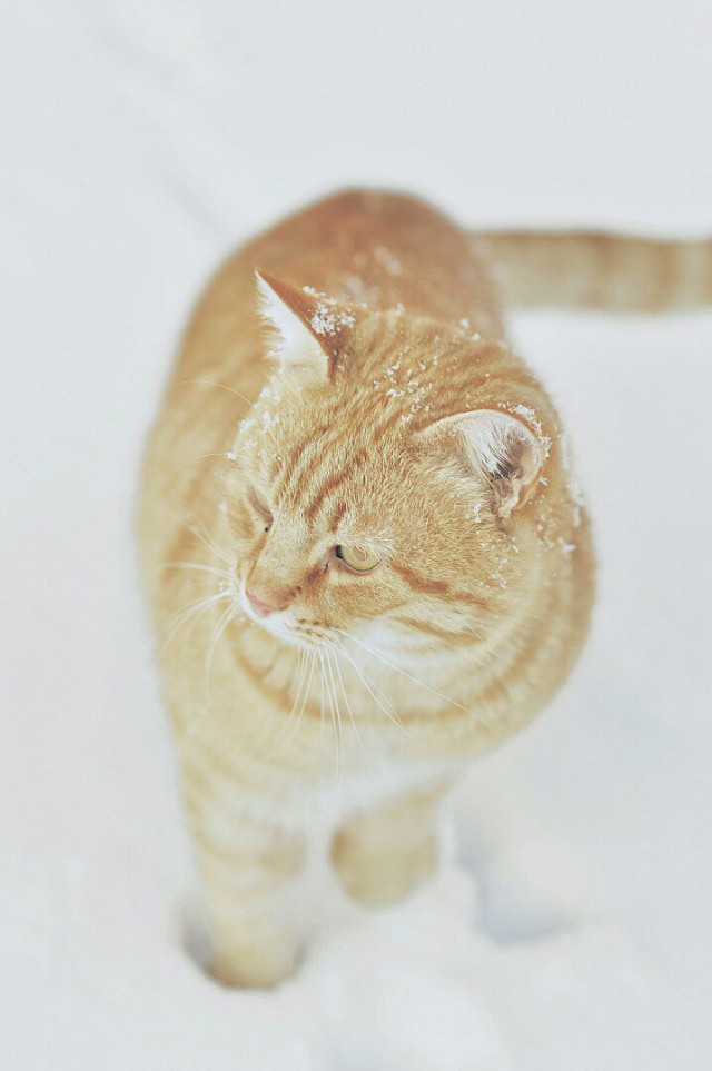 Коты из сети