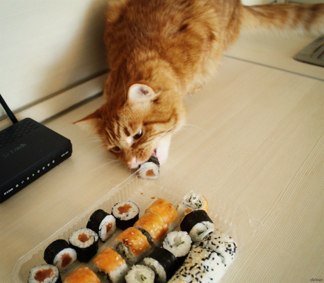 Коты из сети