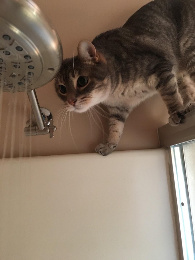 Коты и Кошки