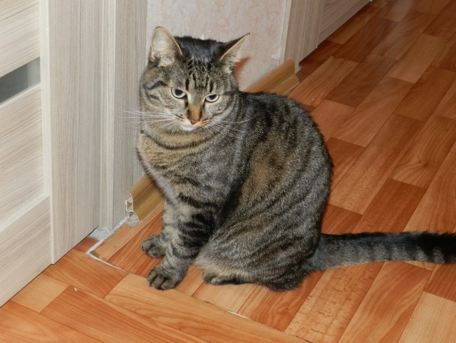 Коты и Кошки