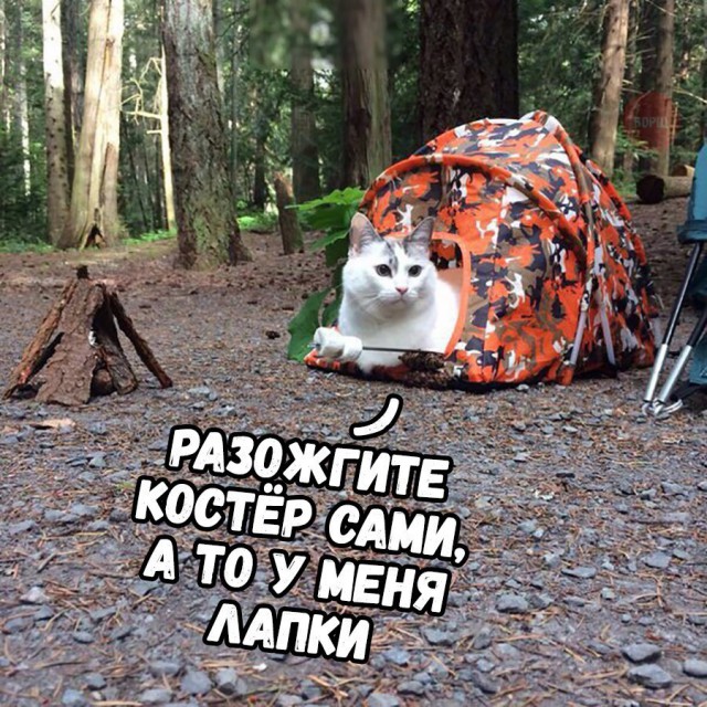 Коты и Кошки