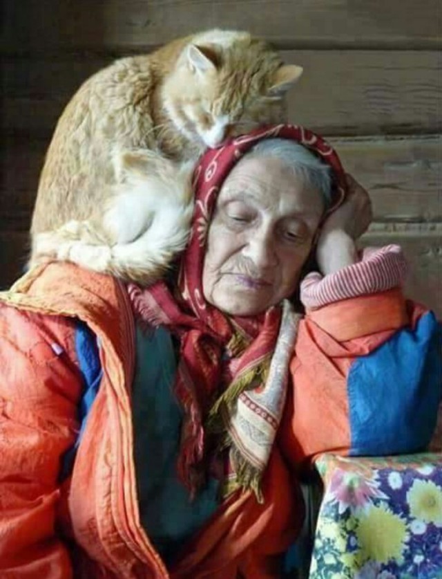 24 кота, которые подняли дерзость на новый уровень