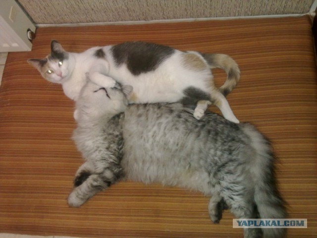 Котовторник  05.12.2017