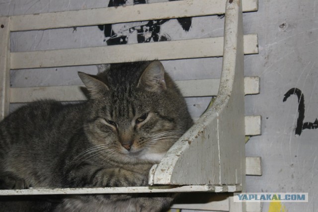 Мой личный "Котоленд" 114