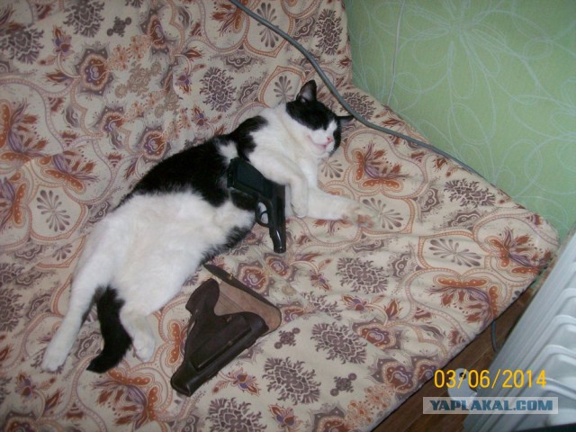 Котовторник 13.03.2018