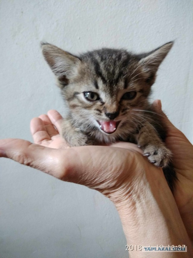 Котовторник  01.05.2018