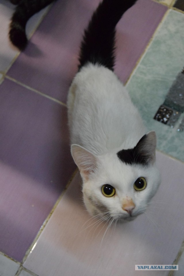 Котовторник 29.5.18