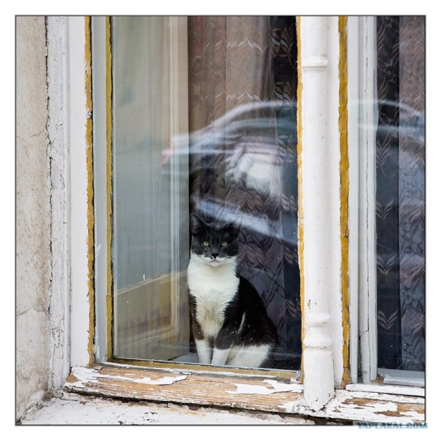 Ура, котовторник! (01.07.2008)