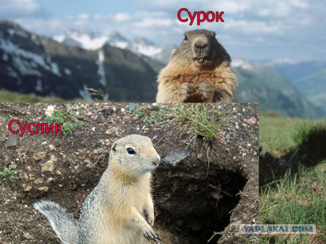 Поймали