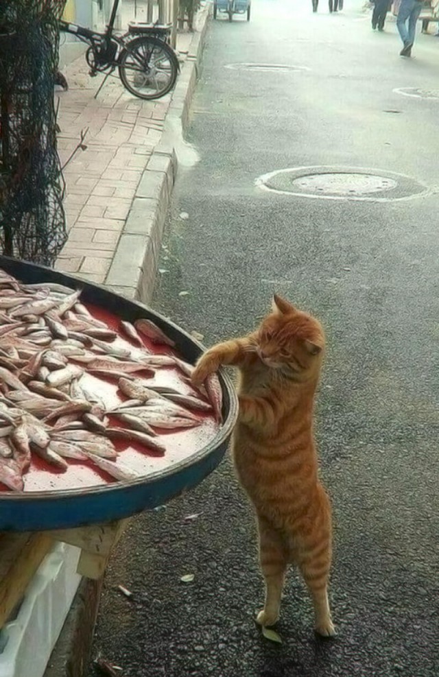 Прикольных котов пост