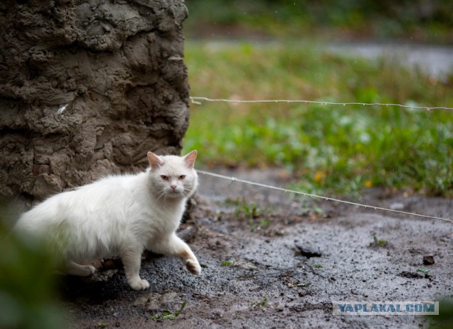 Коты Кубани