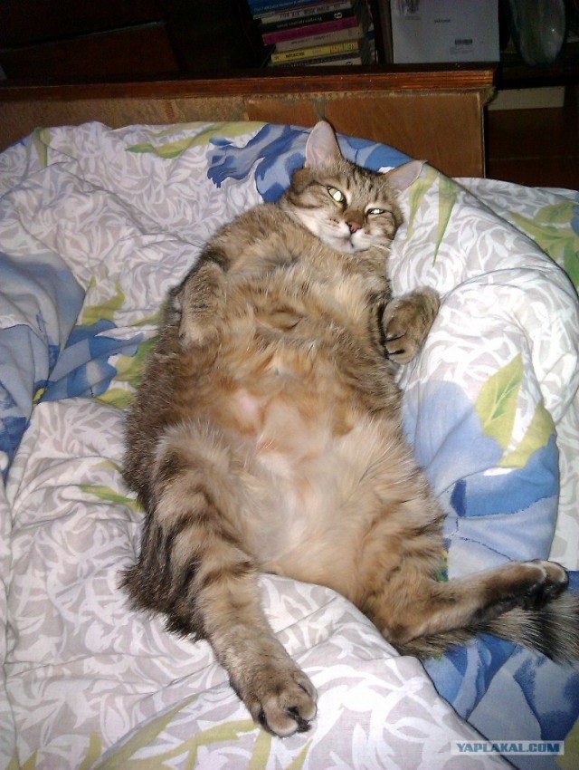 Котовторник - С праздником, котоводы!