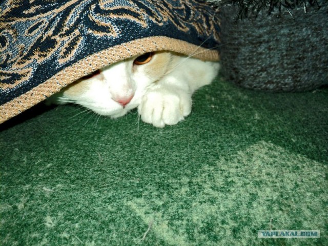Котовторник стартует