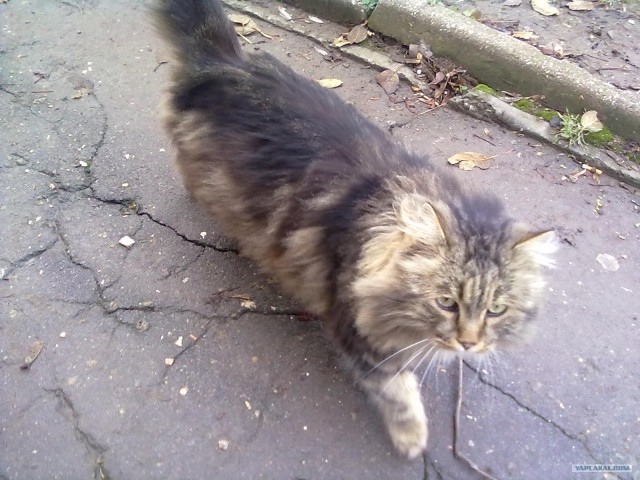 Котовторник  07.06.11