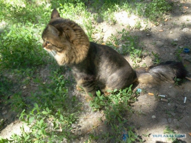 Котовторник объявляется открытым!