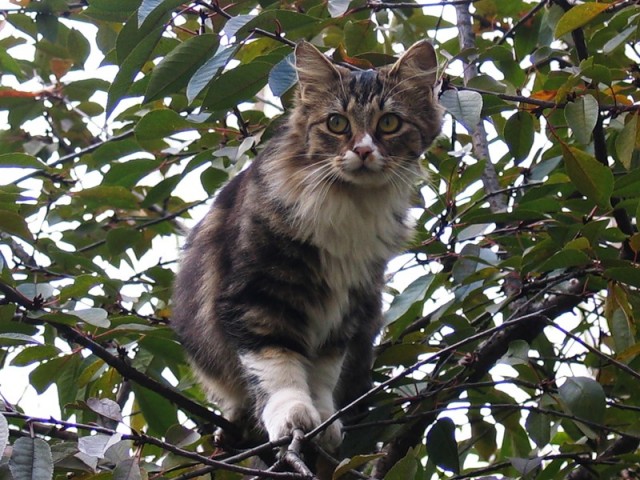 Котовторник 13.12.11 - магическе числа