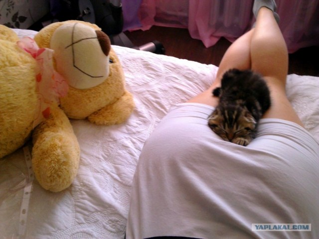 Котовторник 20.03.2012