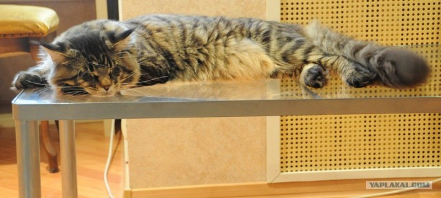 Котовторник 17.04.2012