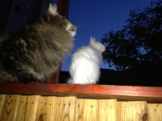 Котовторник  12. 06. 2012