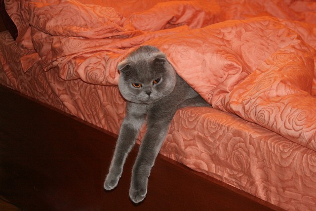 Котовторник на 26.06.12