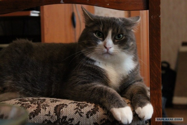 Котовторник 10. 07. 2012