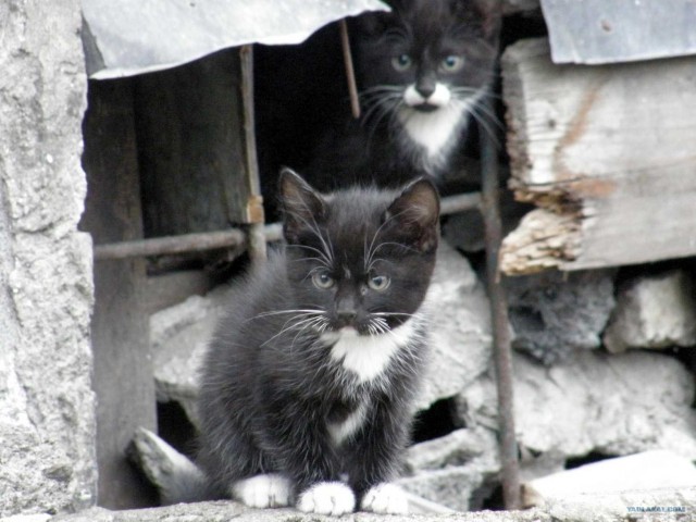 Котовторник 11.09.2012