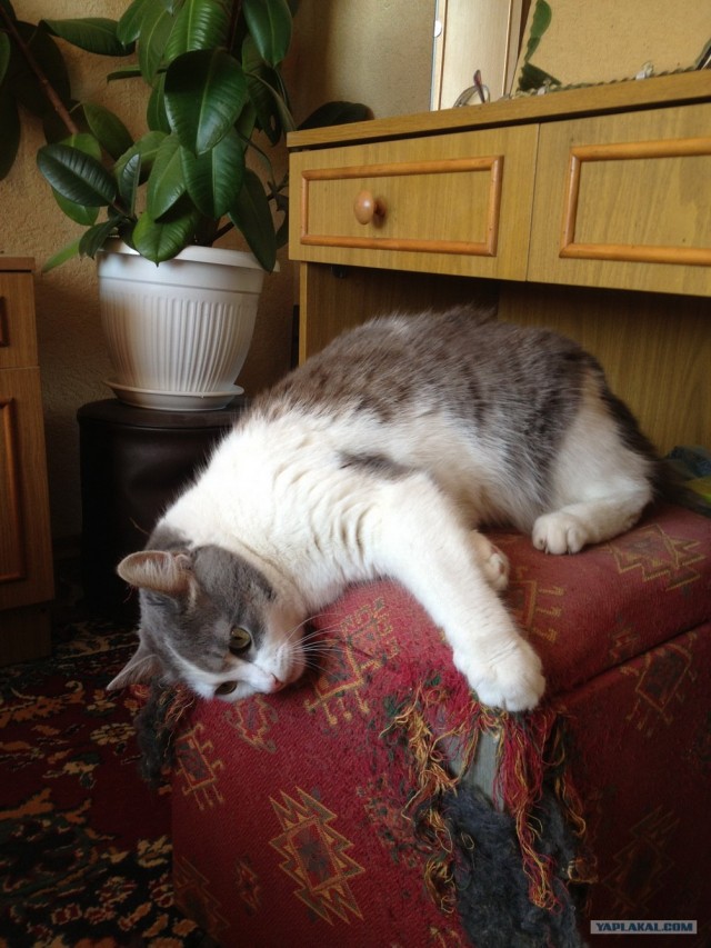 Котовторник  16.10.12
