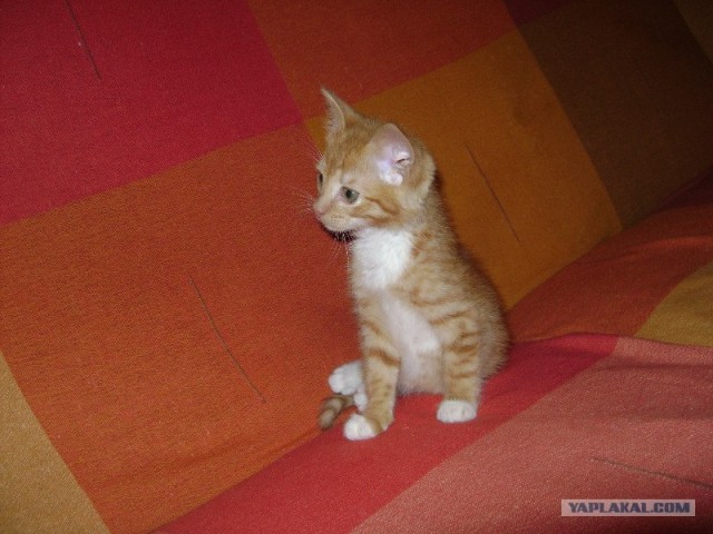 Котовторник 30.10.2012