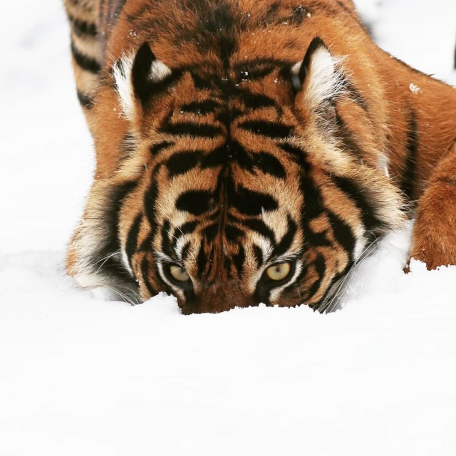 Дикий котовторник