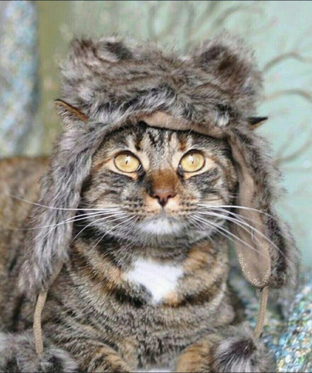 Забавные фото котеек