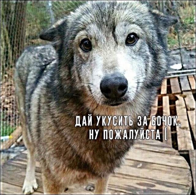 Картинки с надписями и анекдоты