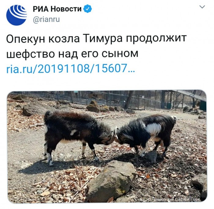 Умер козел Тимур, прославившийся своей дружбой с тигром Амуром